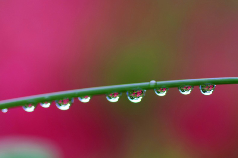 　　　　水中花連珠　2