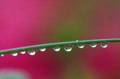　　　　水中花連珠　2