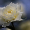 　　花想い　6 