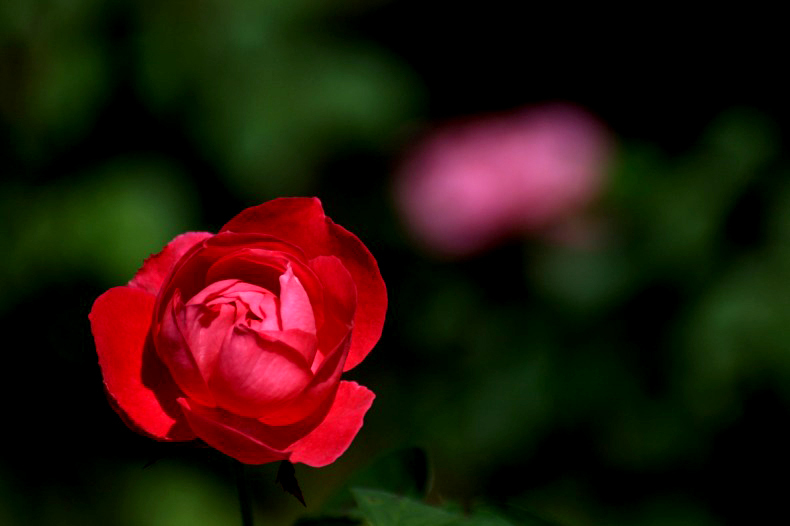 　　　秋薔薇咲いて　　7
