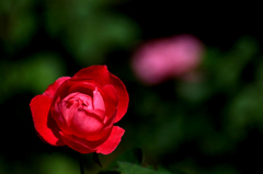 　　　秋薔薇咲いて　　7