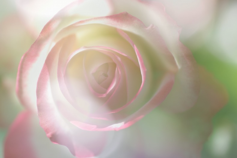 秋薔薇　11
