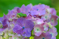 　　　花屋敷