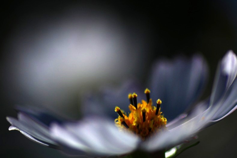 花のワルツ　9