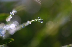 水玉の詩　(11