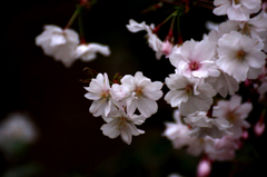 　　　櫻　桜　さくら　(2