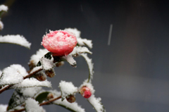 　　　雪ツバキ　　2