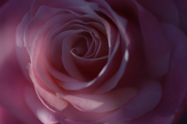 秋薔薇　3