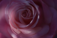 秋薔薇　3
