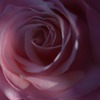 秋薔薇　3
