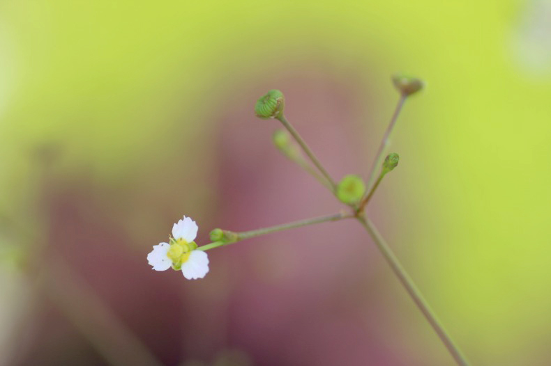　　　花写　 1