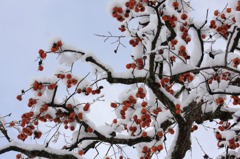 　　　雪柿　　4