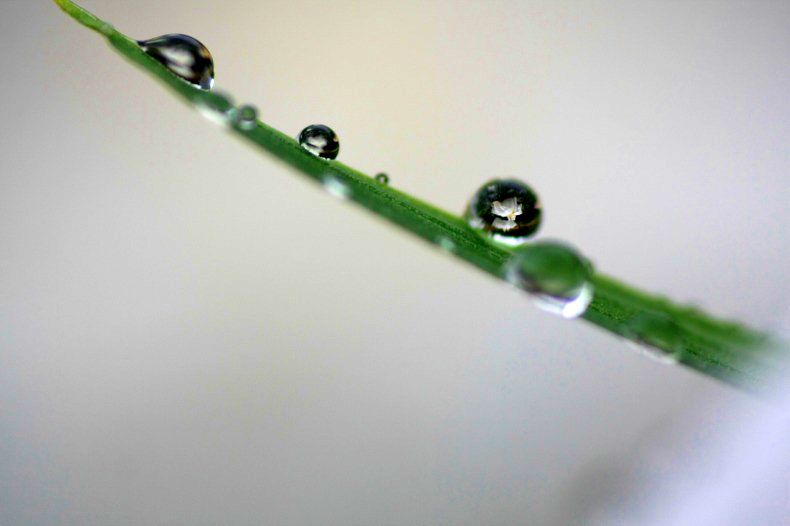 　　　水中花