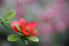 　　　華やかに