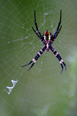 　　　スパイダーマン参上