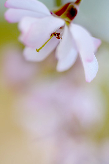 　　花こごろ