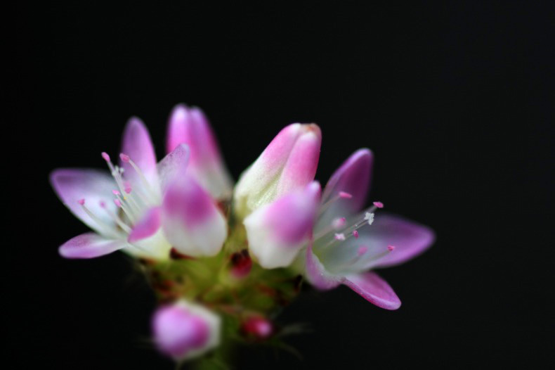 　　　野の華　　2