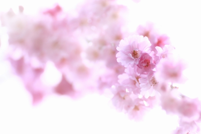 儚くも美しく　1