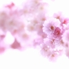 儚くも美しく　1