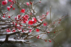 　　春の淡雪　6 