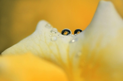 　　　水中花