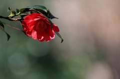 花写　(54　　サザンカ