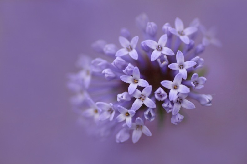 花のワルツ　5