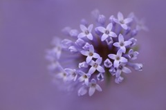 花のワルツ　5