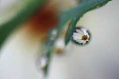 　　　水中花