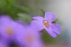 　　　花想い　　3