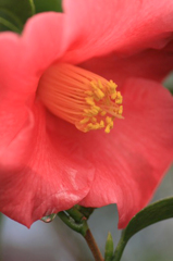 　　　花摘み　8
