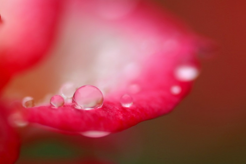 花雫　(3