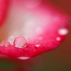 花雫　(3