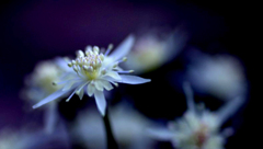 春を呼ぶ花　(2