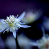 春を呼ぶ花　(2
