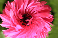 　　花便り　3