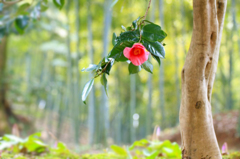 　　　椿ひと花