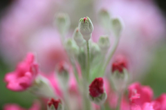 　　花たより　6