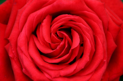 　　　薔薇の回廊　　4