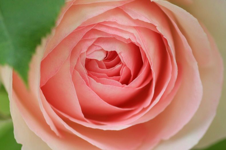 　　　薔薇の回廊　　7