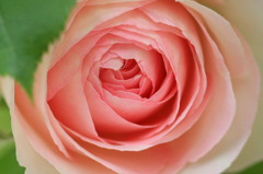 　　　薔薇の回廊　　7