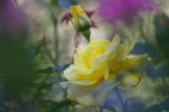 秋薔薇　(4 