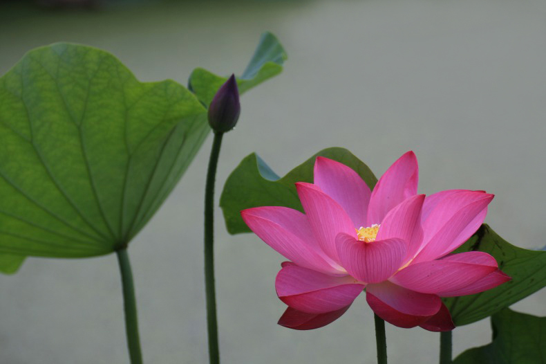 　　　花ハスの刻　7