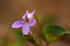 　　　花野辺　1