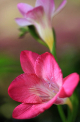 　　　花の歳時記　1