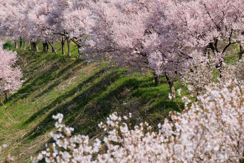 　　さくら 桜 櫻　(17