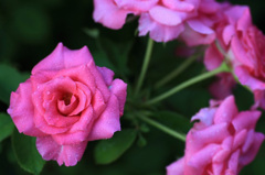 　　　秋薔薇咲いて　　6