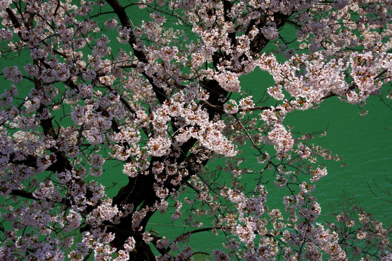　　さくら 桜 櫻　(29