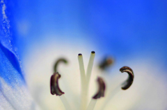 　　　花遊び　4