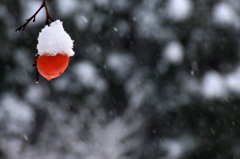 　　　雪柿　　3
